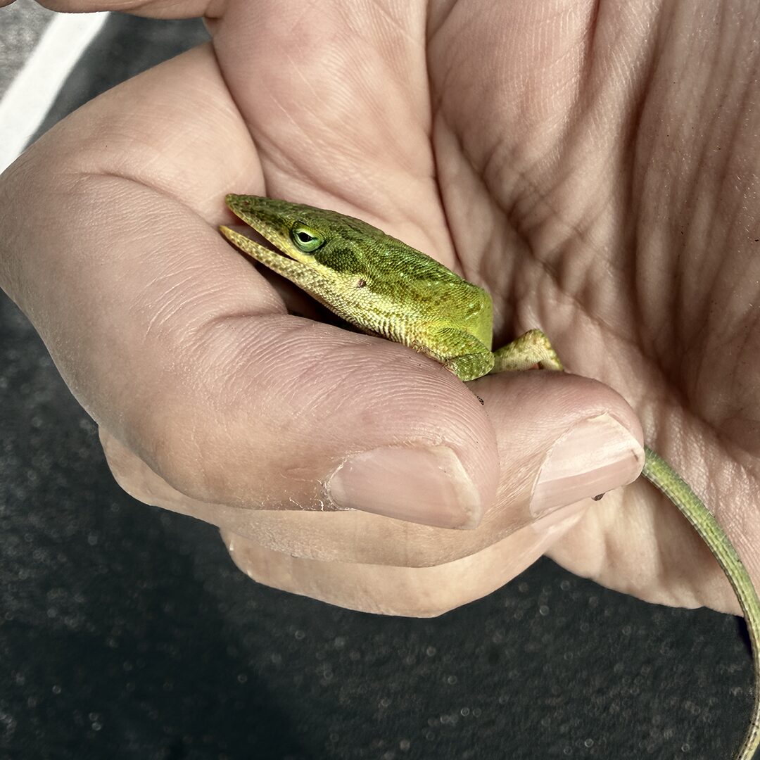 We Can Judge the Heart of a Man by His Treatment of Animals